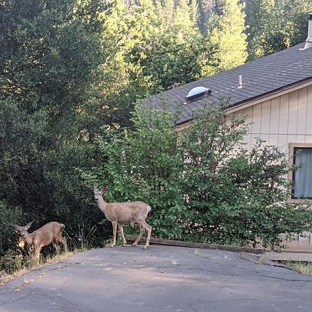 Yosemite Haven @ Pine Mountain Lake. Dog Friendly! 格罗夫兰 外观 照片