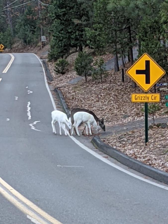 Yosemite Haven @ Pine Mountain Lake. Dog Friendly! 格罗夫兰 外观 照片
